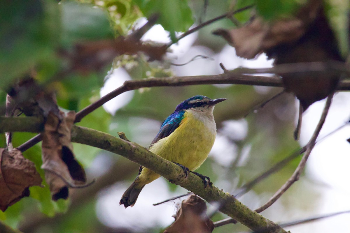 Violet-tailed Sunbird - ML641102522