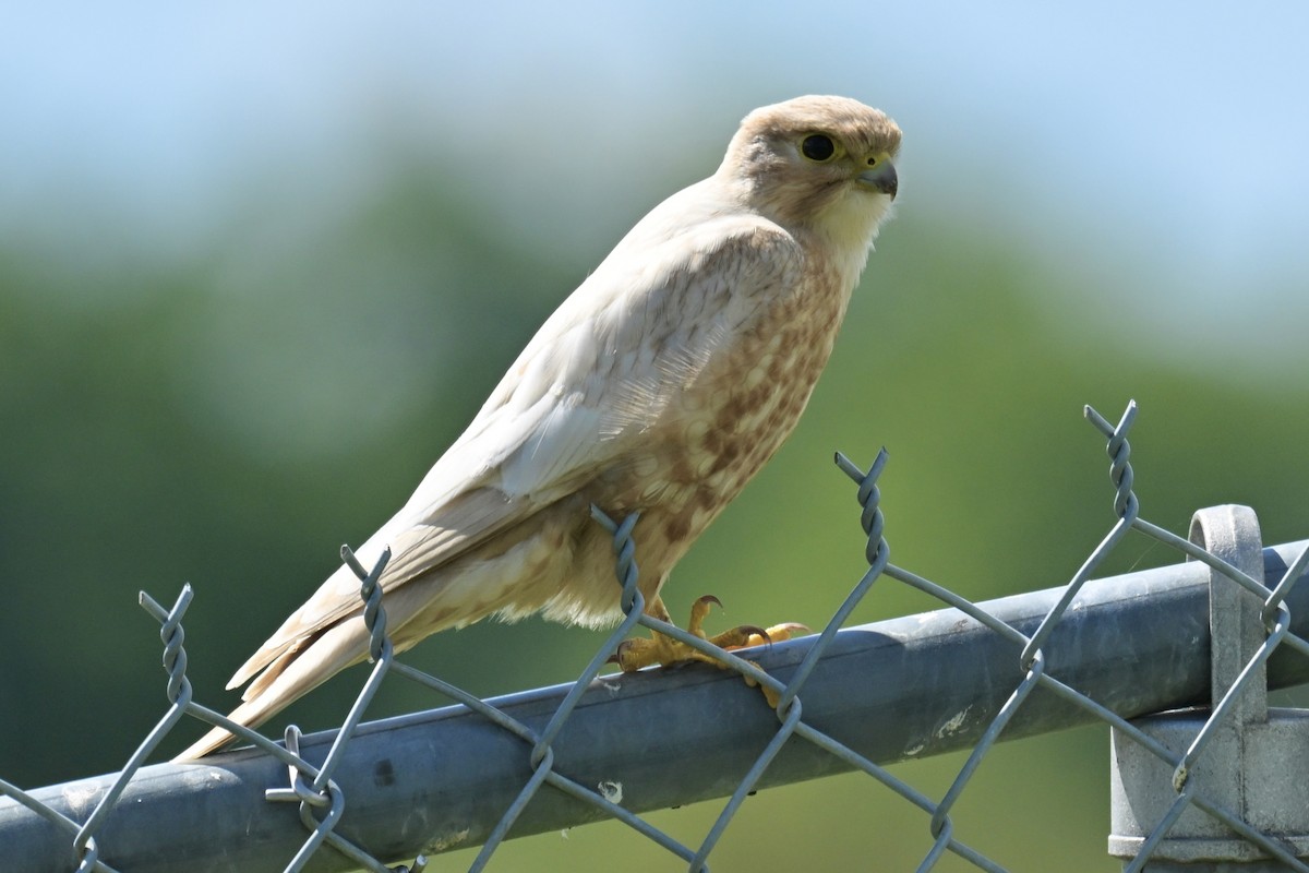 Merlin - ML641102538
