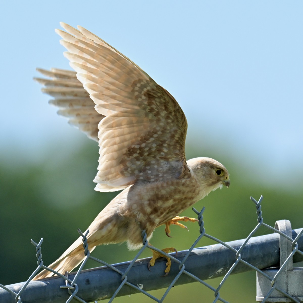 Merlin - ML641102539