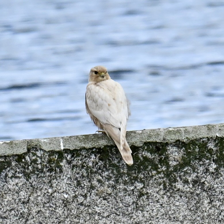 Merlin - ML641102540