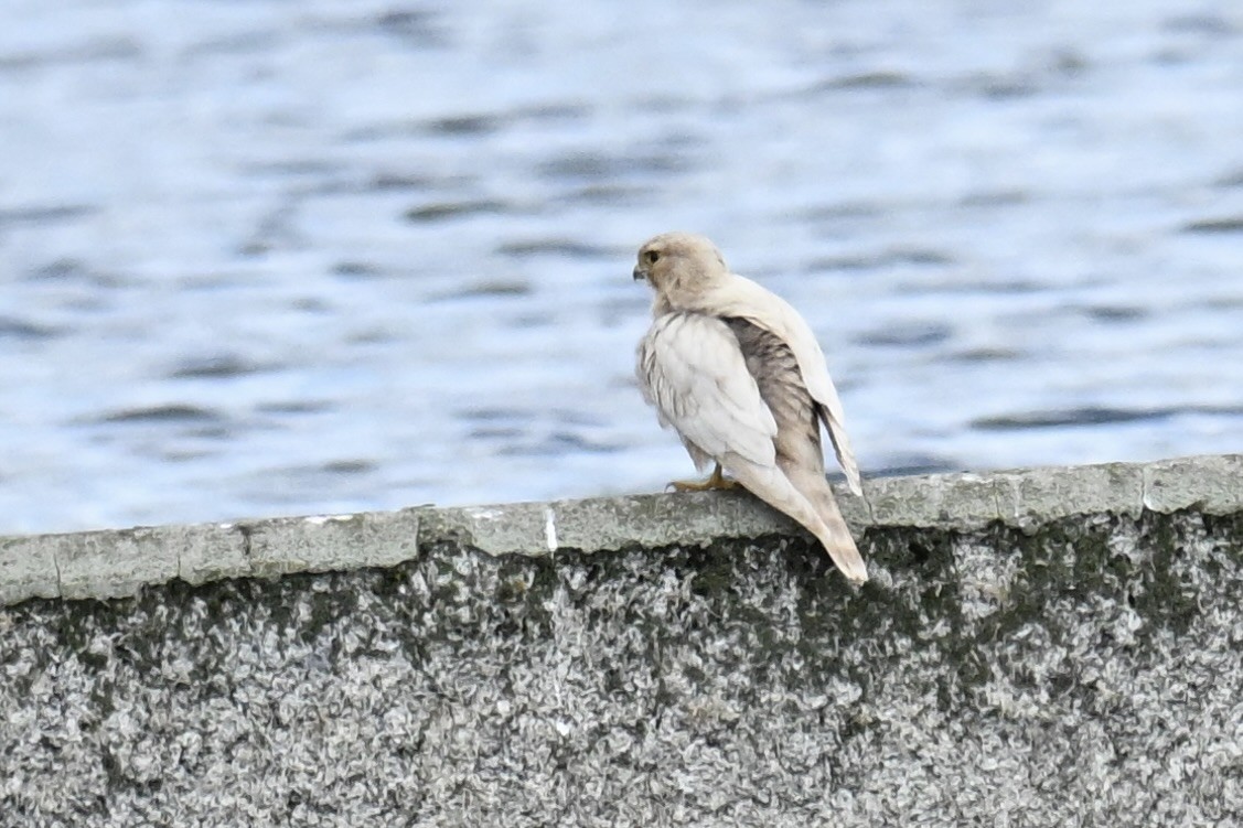Merlin - ML641102543