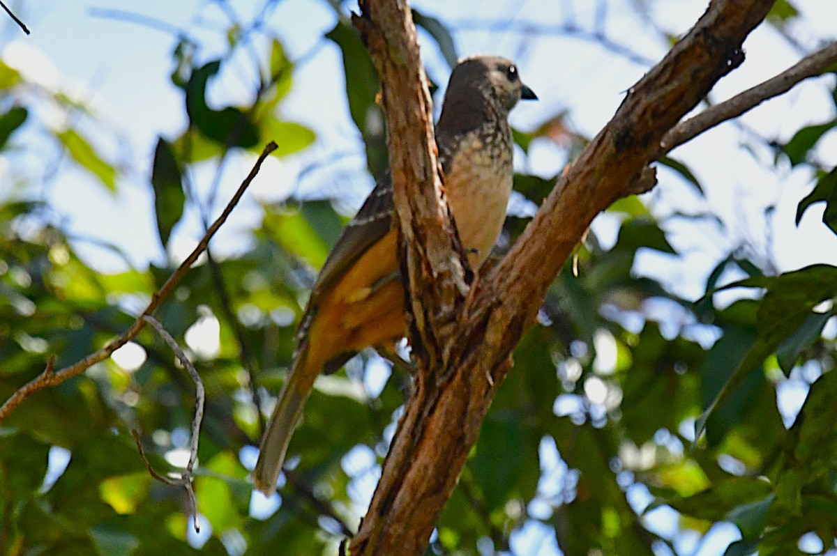Fawn-breasted Bowerbird - ML641102545