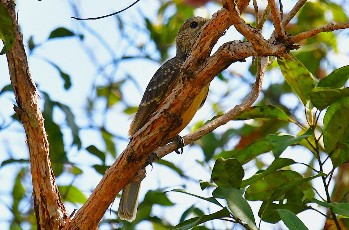 Fawn-breasted Bowerbird - ML641102546