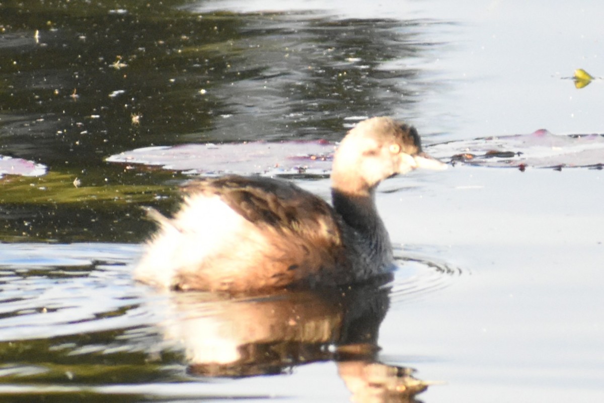 potápka australasijská - ML641102556
