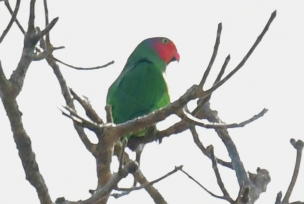 Red-cheeked Parrot - ML641102563