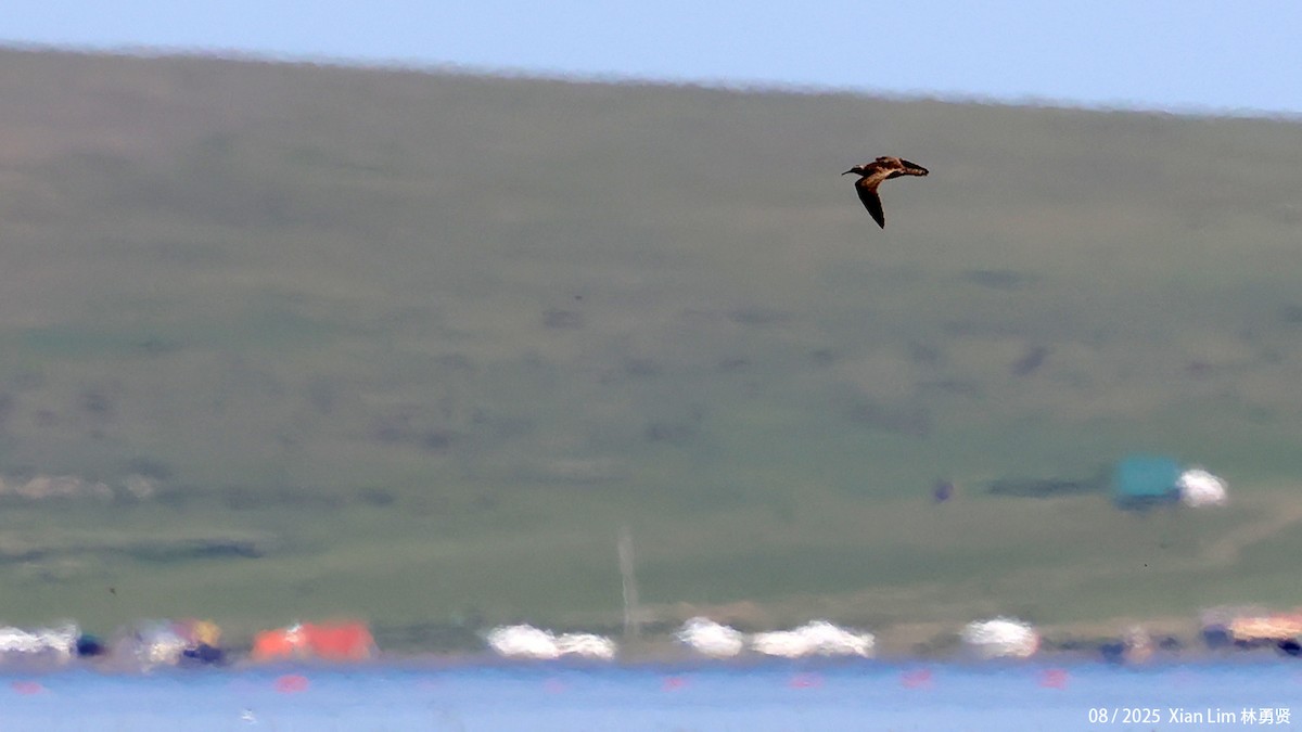 Little Curlew - ML641102589