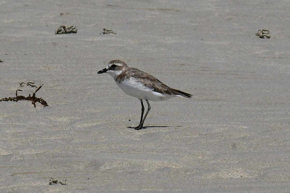 Greater Sand-Plover - ML641102620
