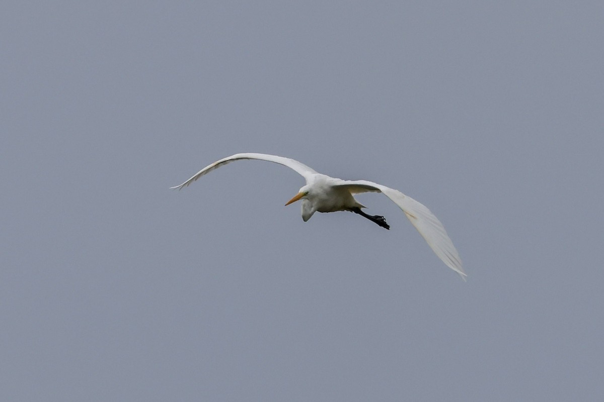 Great Egret - ML641102626