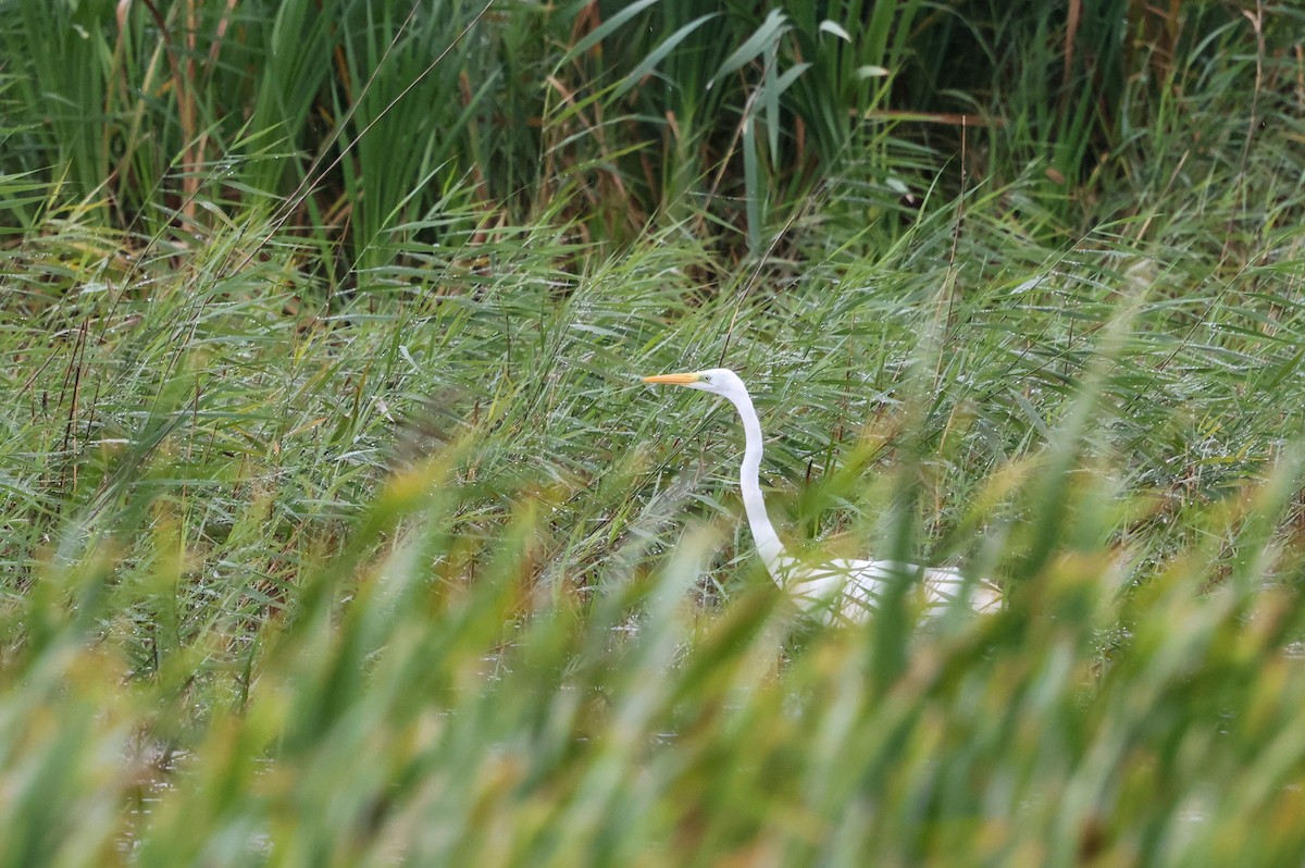 Great Egret - ML641102628