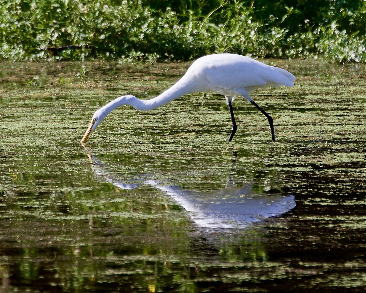 Great Egret - ML641102629