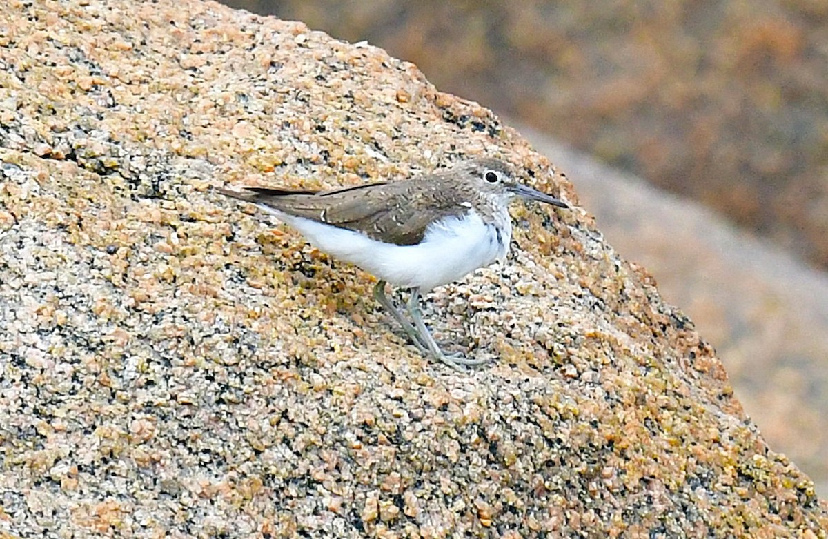 Common Sandpiper - ML641102630
