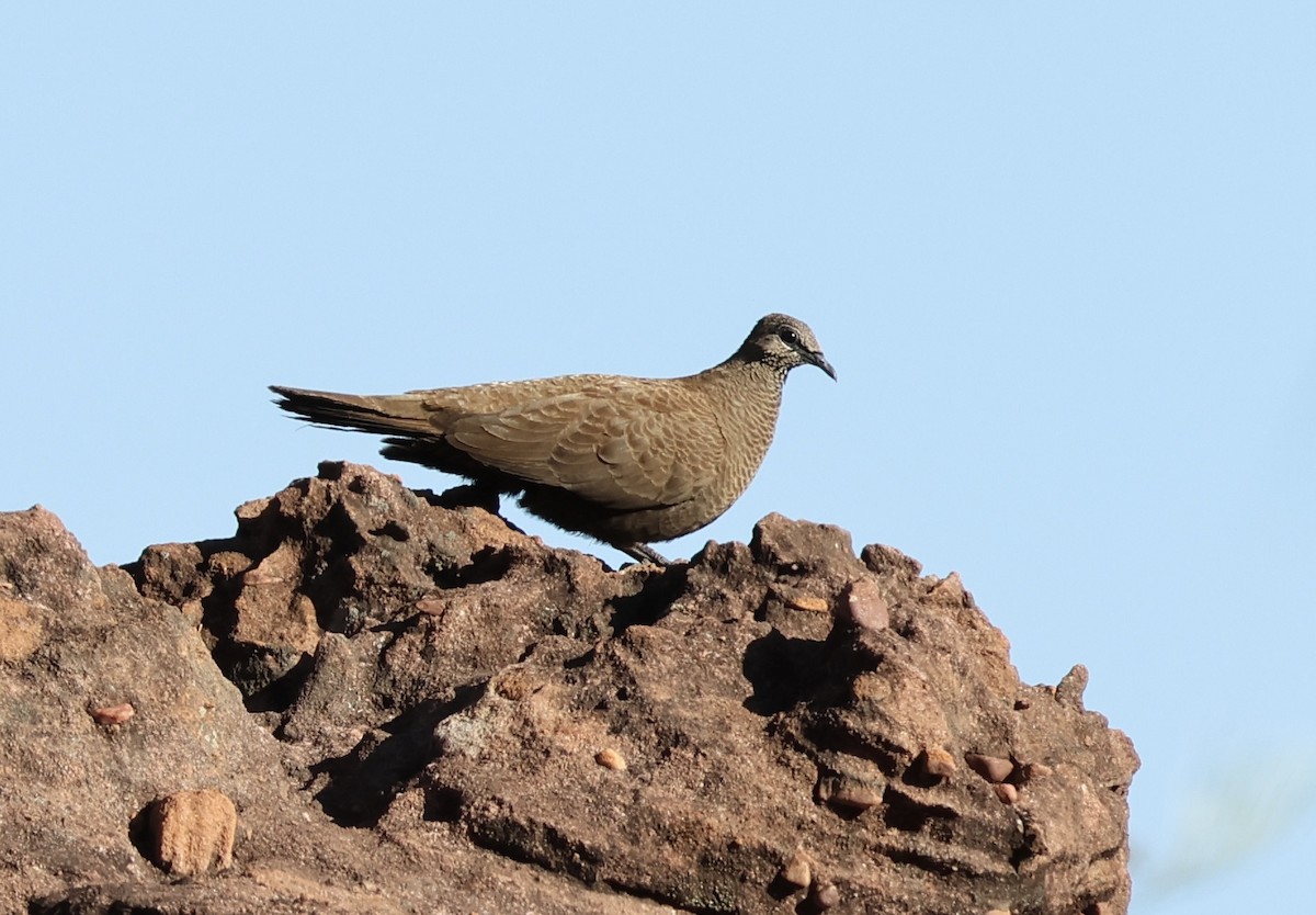 White-quilled Rock-Pigeon - ML641102649