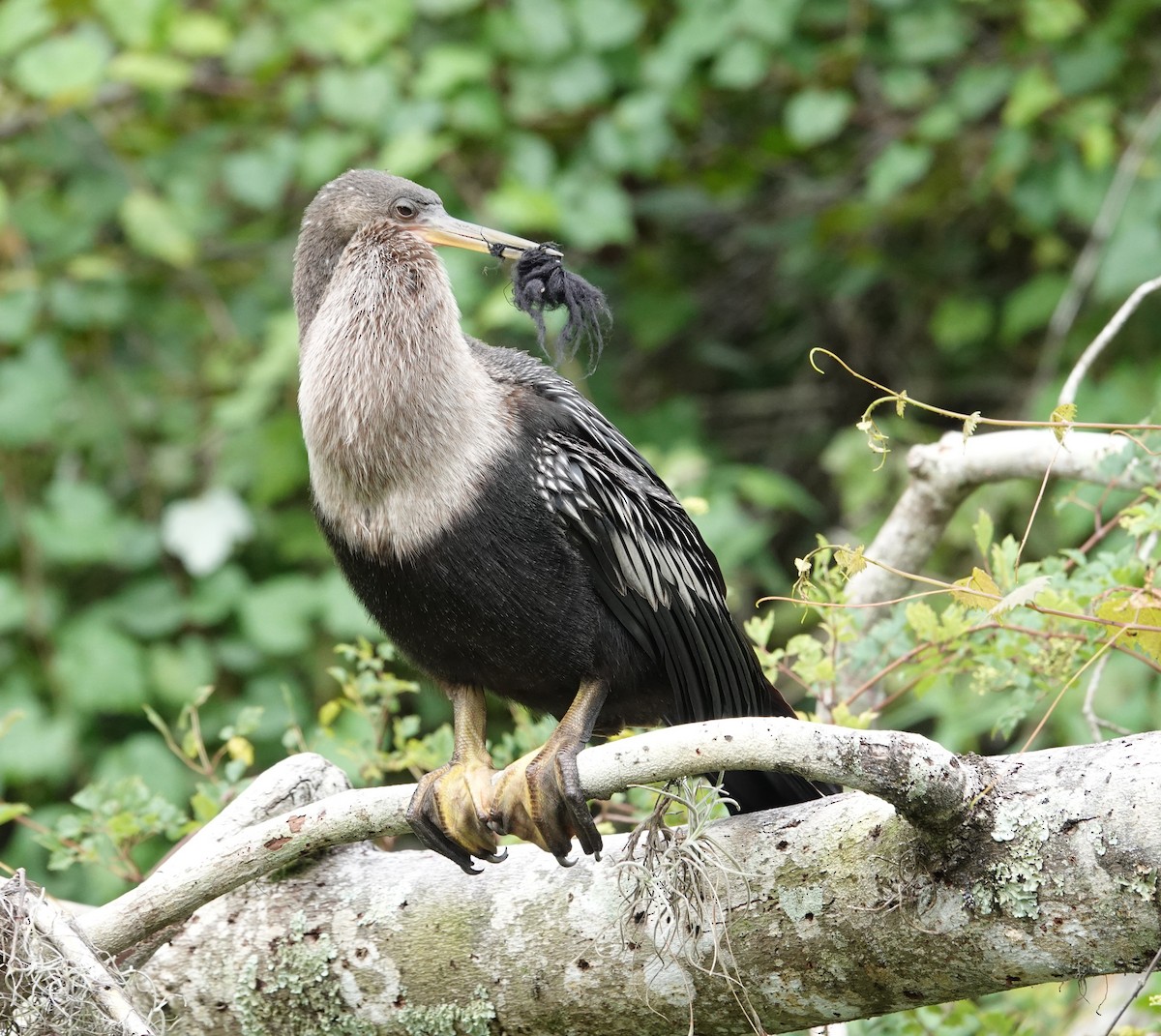 Anhinga - ML641102656