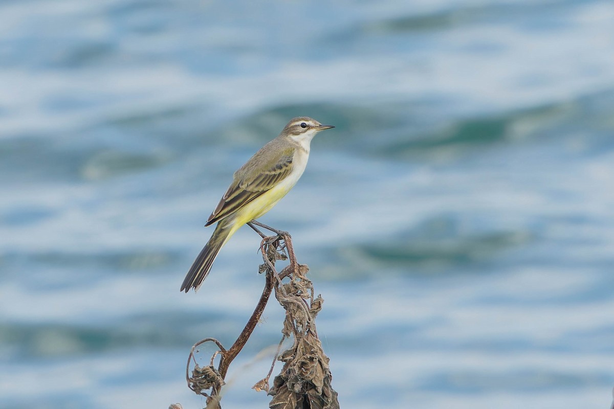 Western Yellow Wagtail - ML641102679