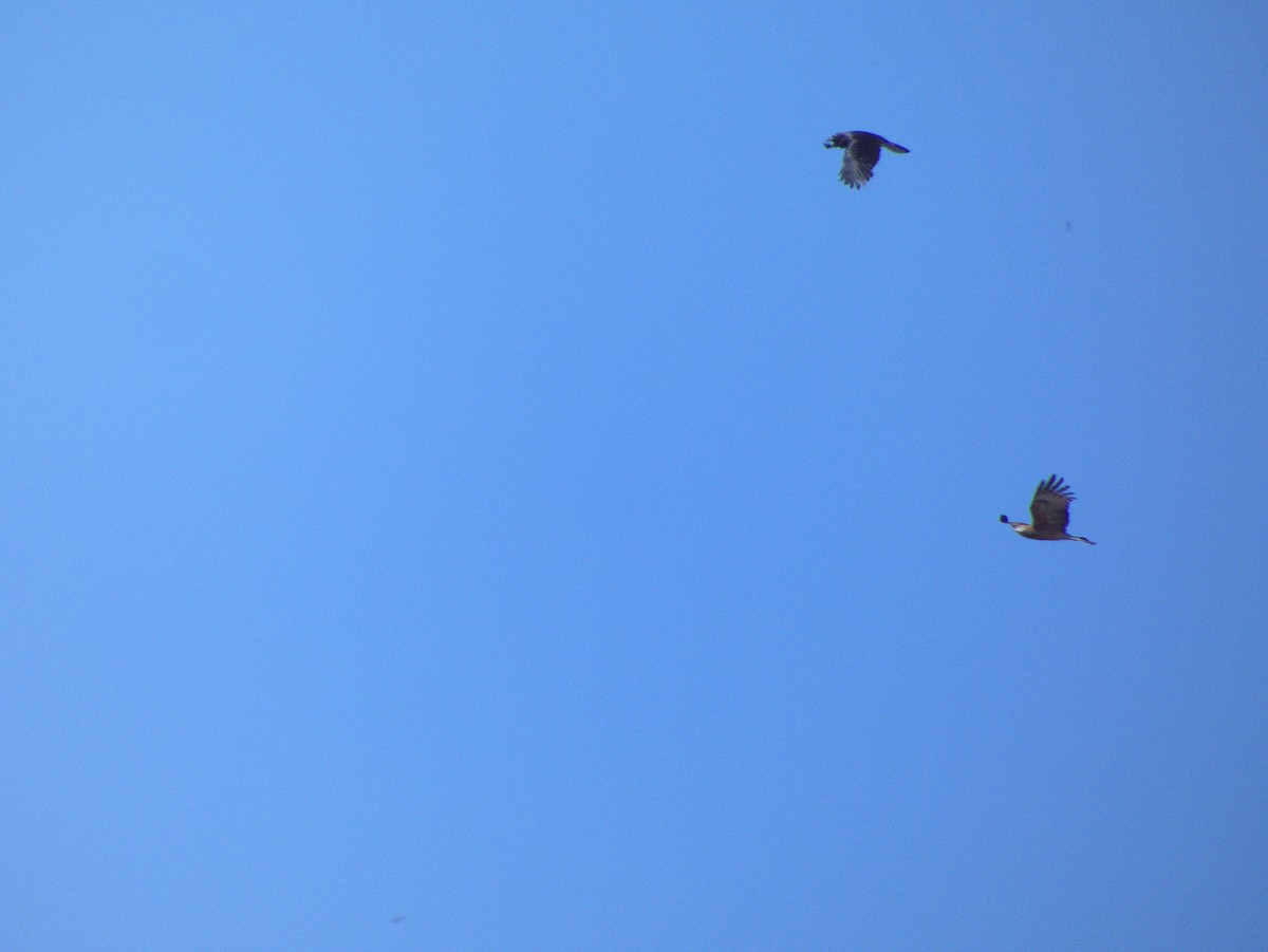 Square-tailed Kite - ML641102690