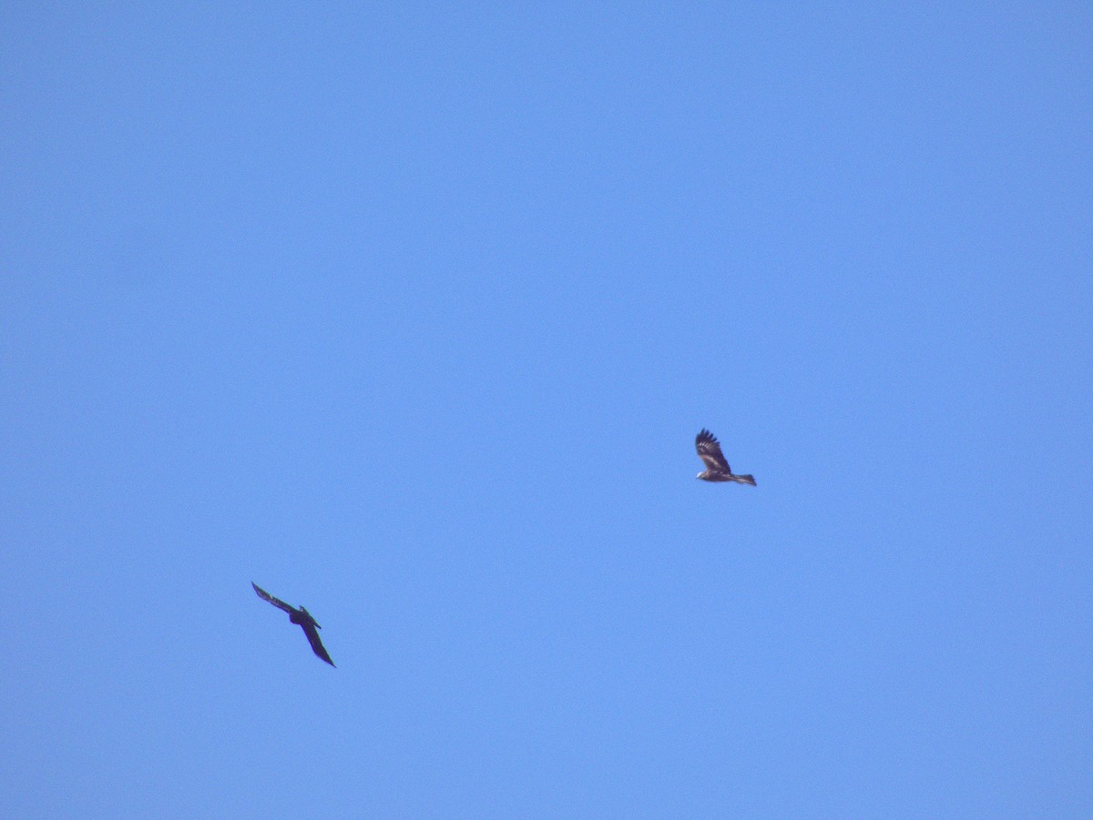 Square-tailed Kite - ML641102691