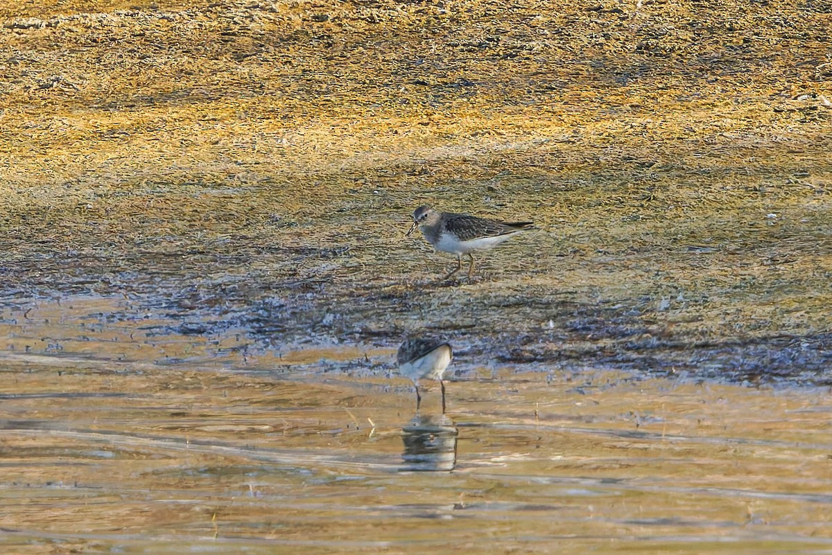 Temminck's Stint - ML641102694