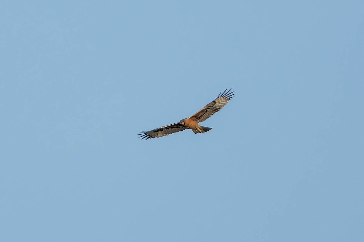Bonelli's Eagle - ML641102706