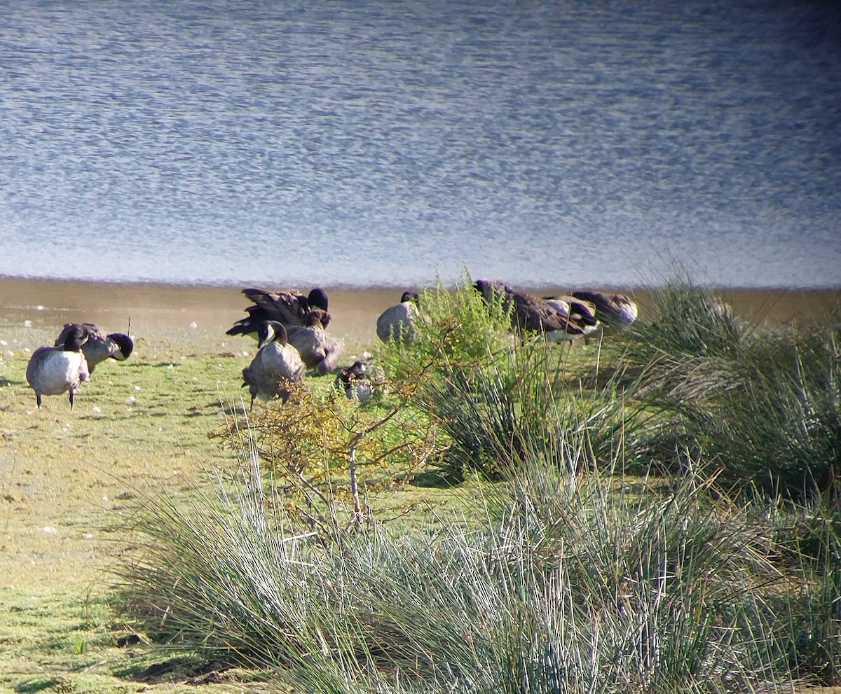Canada Goose - ML641102712