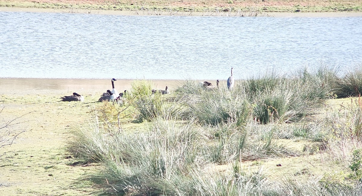 Gray Heron - ML641102717