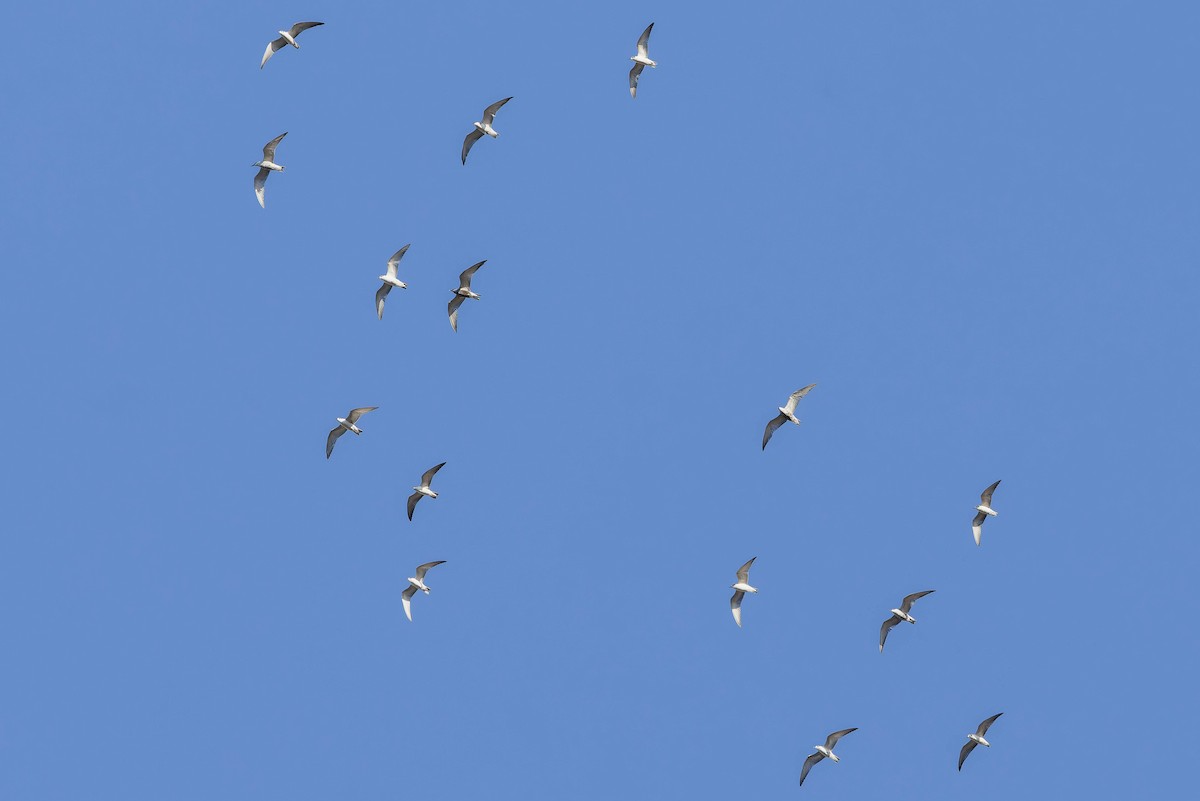 Whiskered Tern - ML641102718