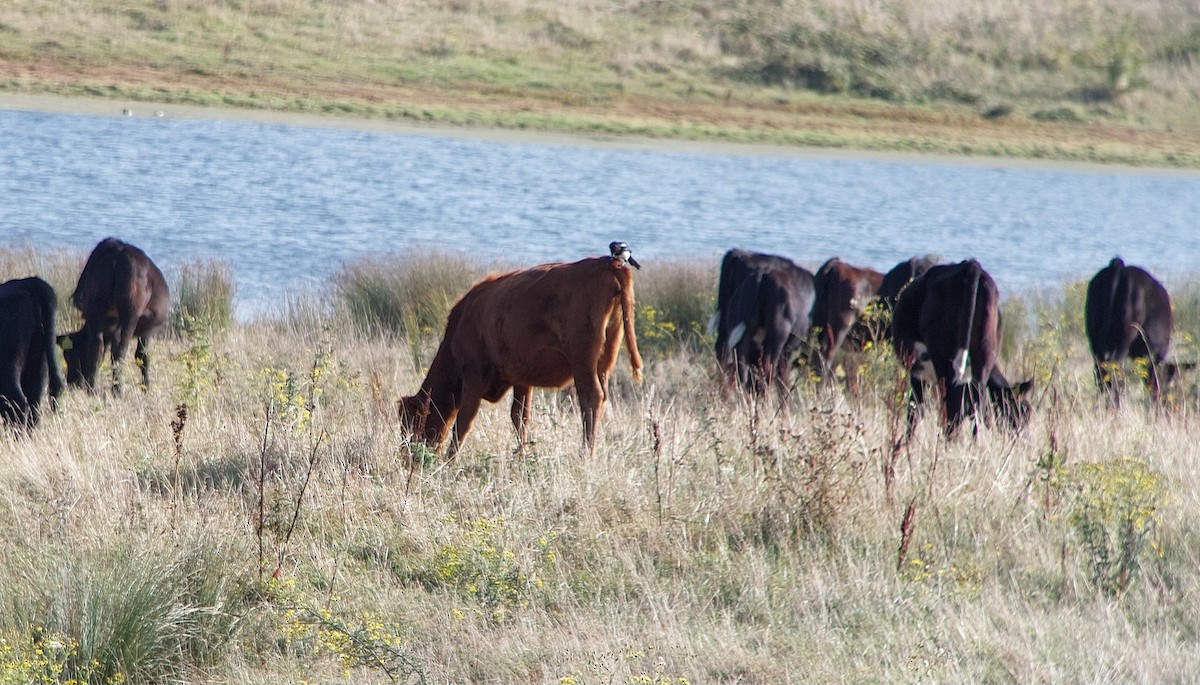 Eurasian Magpie - ML641102721