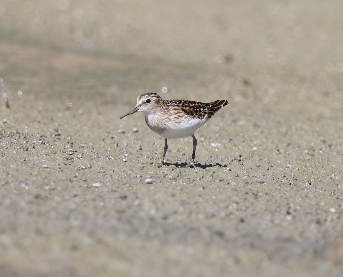 Least Sandpiper - ML641102738