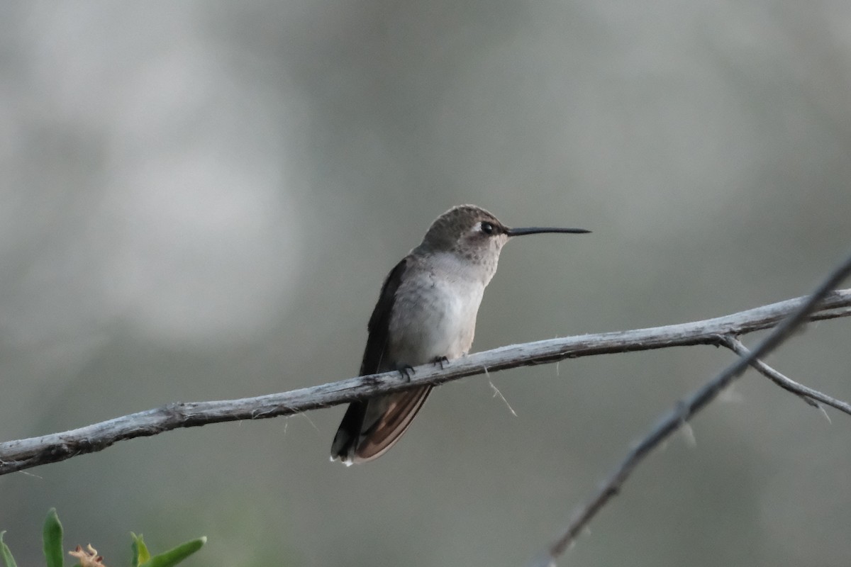 Black-chinned Hummingbird - ML641102740