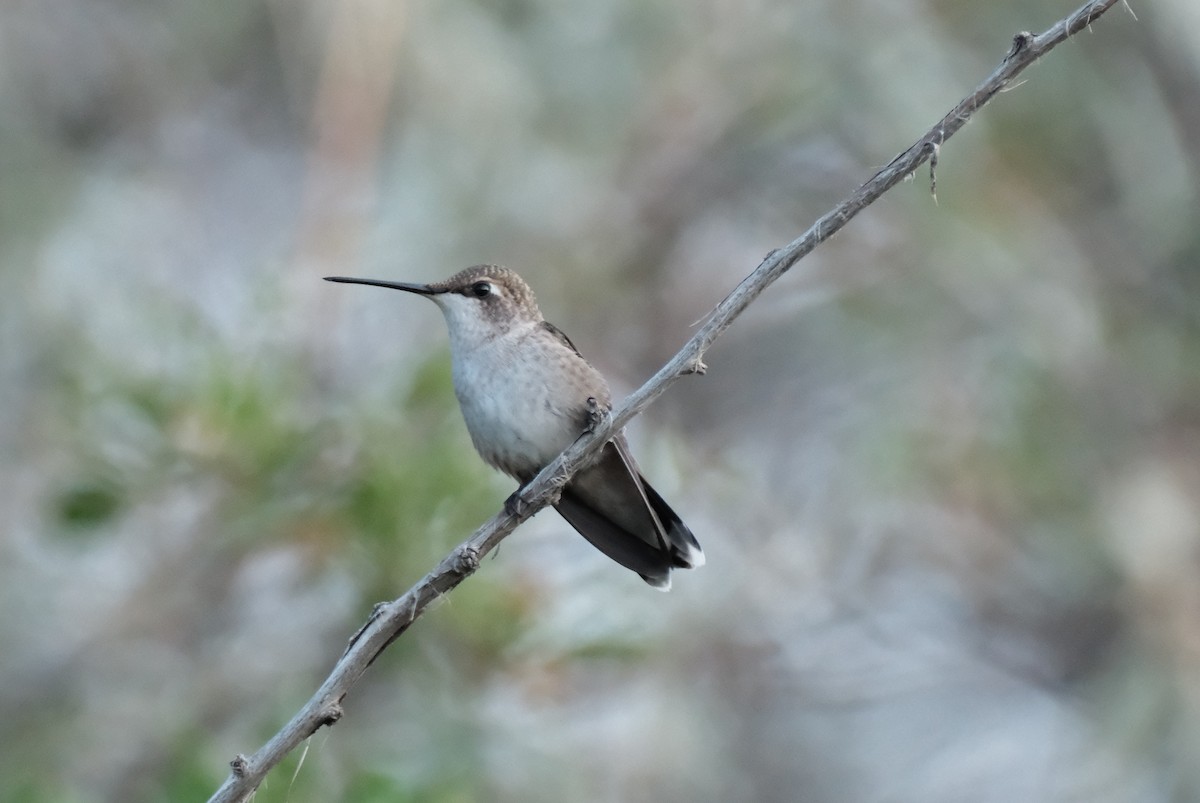 Black-chinned Hummingbird - ML641102741