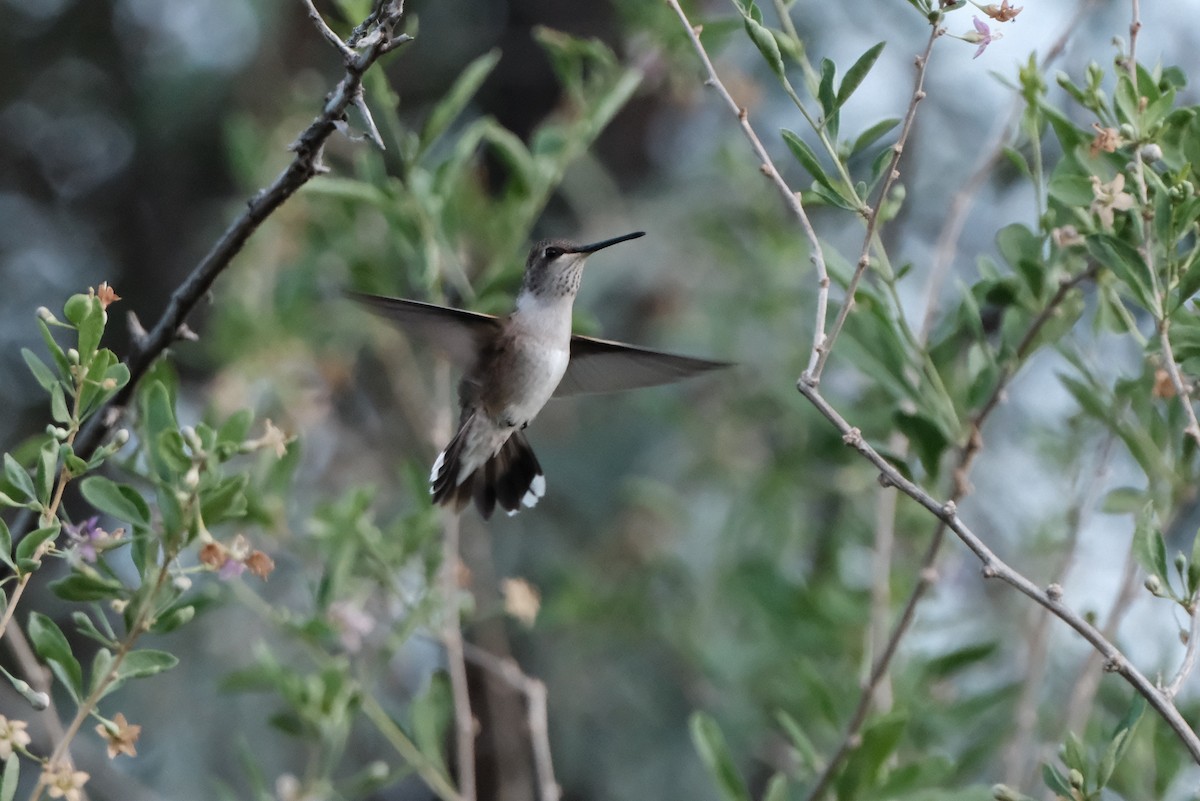Black-chinned Hummingbird - ML641102742