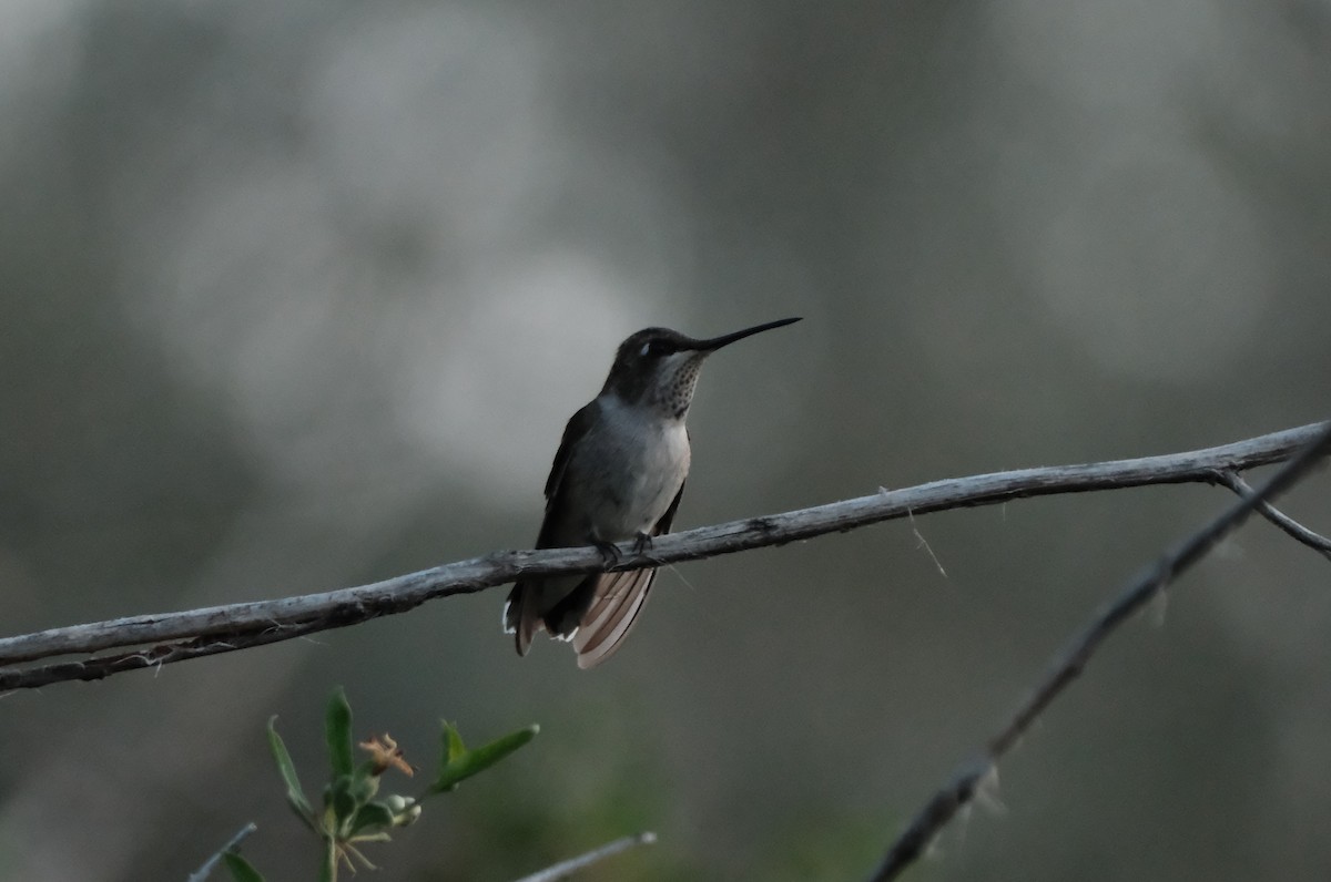 Black-chinned Hummingbird - ML641102743