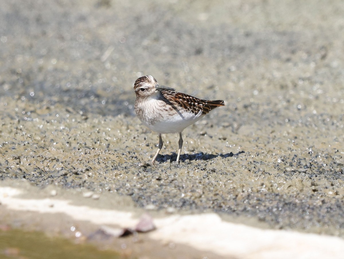 Least Sandpiper - ML641102744