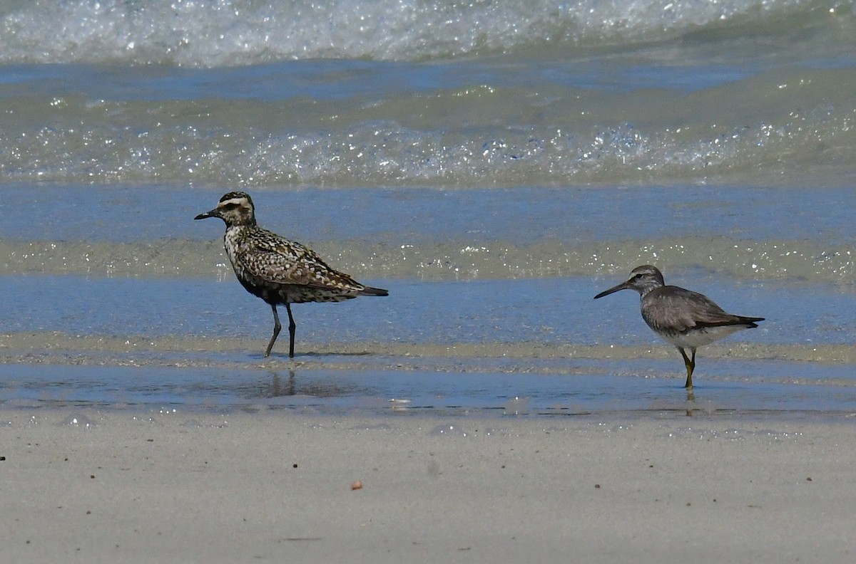 Pacific Golden-Plover - ML641102745