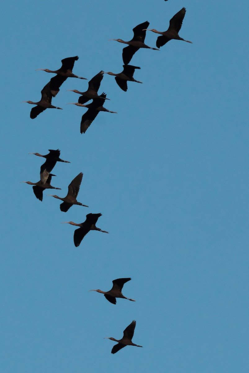 White-faced Ibis - ML641102746