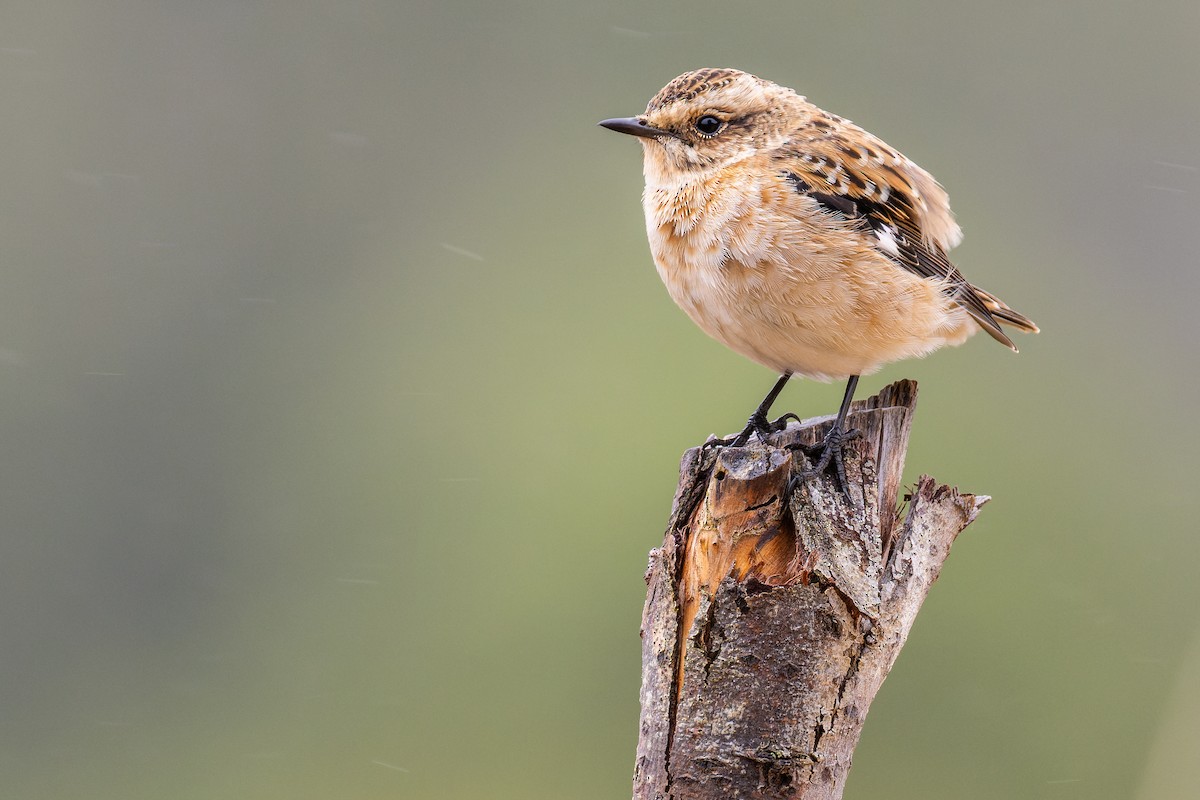 Whinchat - ML641102751