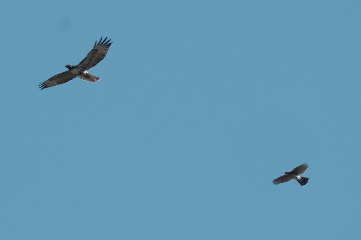 Red-tailed Hawk (calurus/alascensis) - ML641102757
