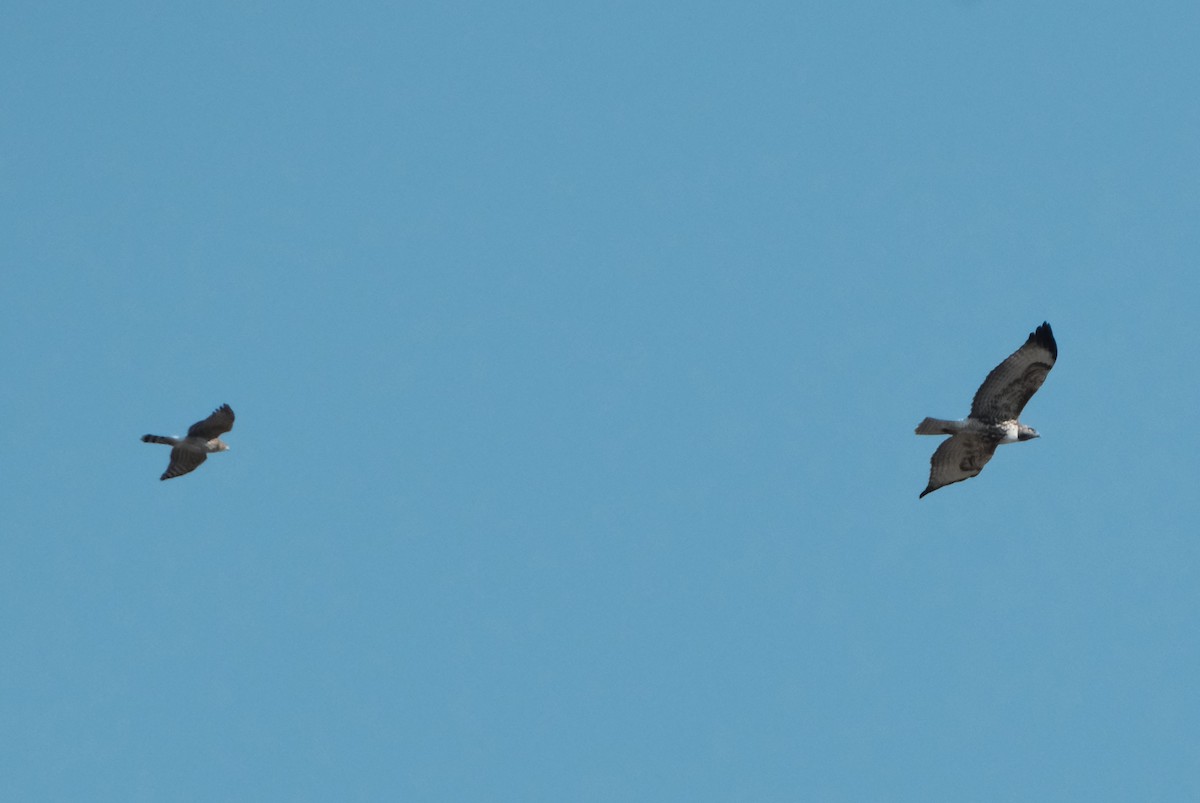 Red-tailed Hawk (calurus/alascensis) - ML641102759