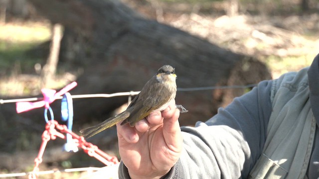 Singing Honeyeater - ML641102760