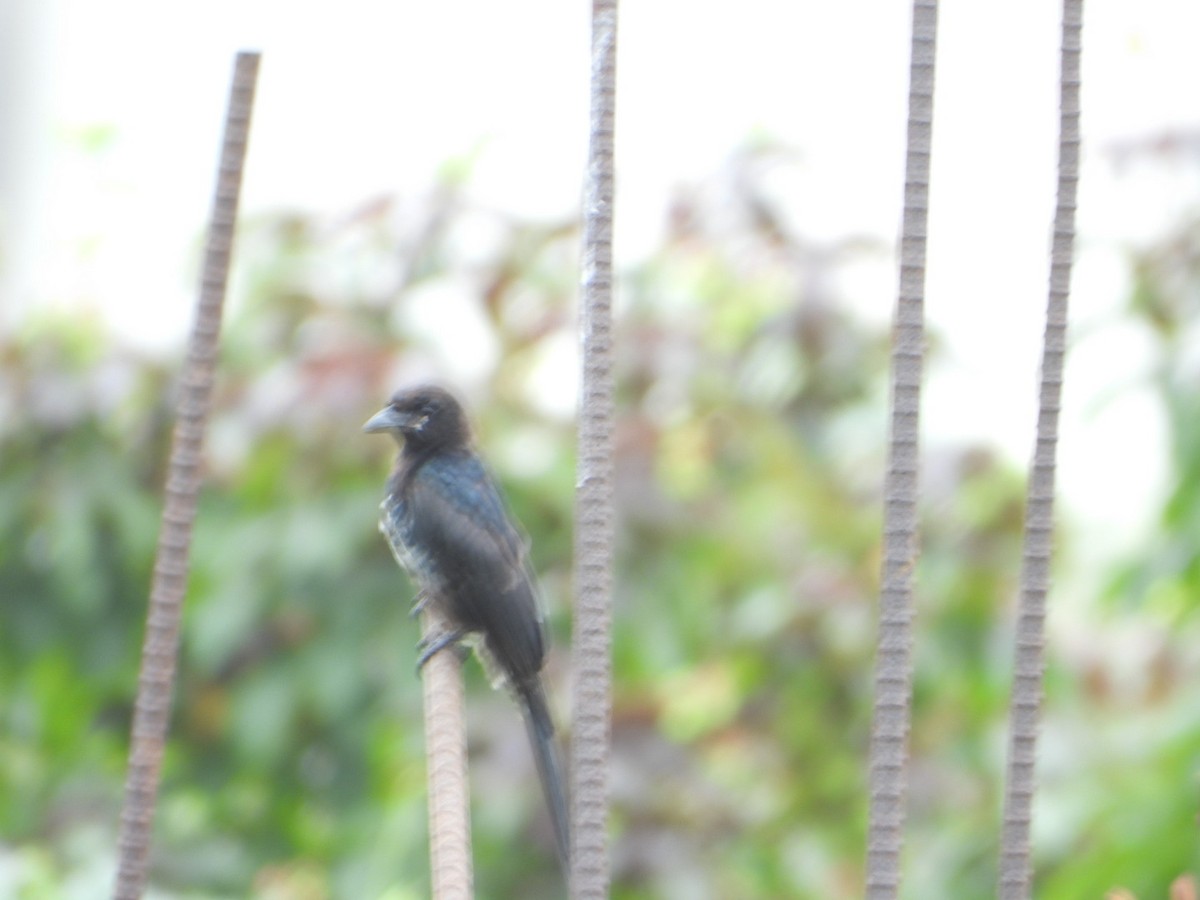 Black Drongo - ML641102769