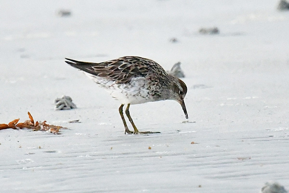 Sharp-tailed Sandpiper - ML641102774