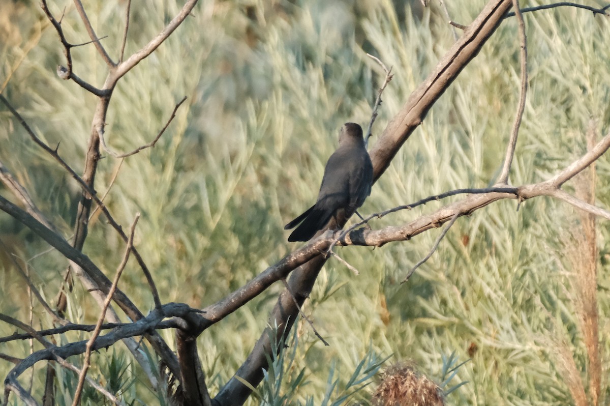 Gray Catbird - ML641102777