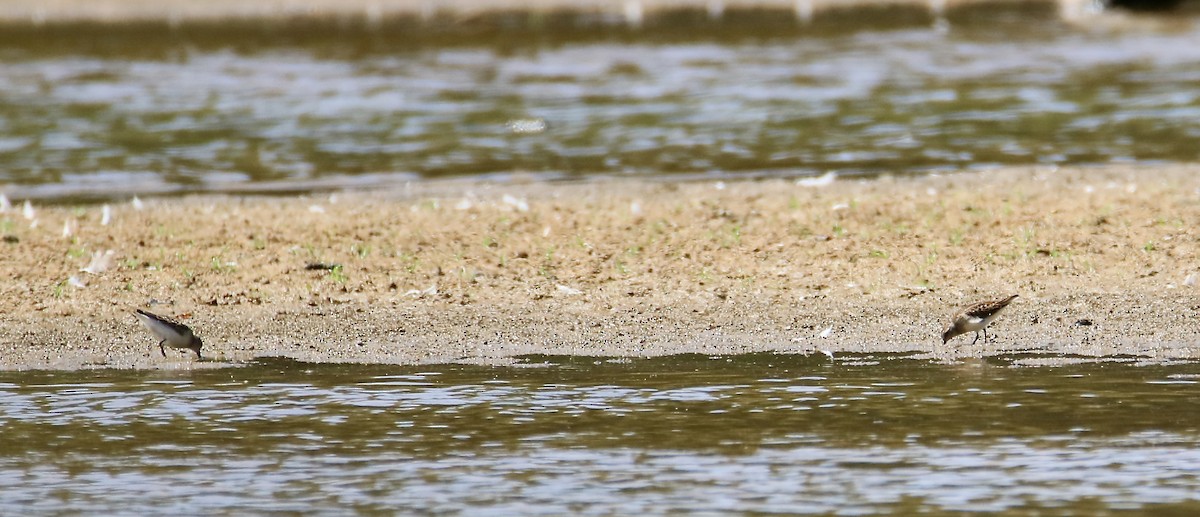 Least Sandpiper - ML641102795