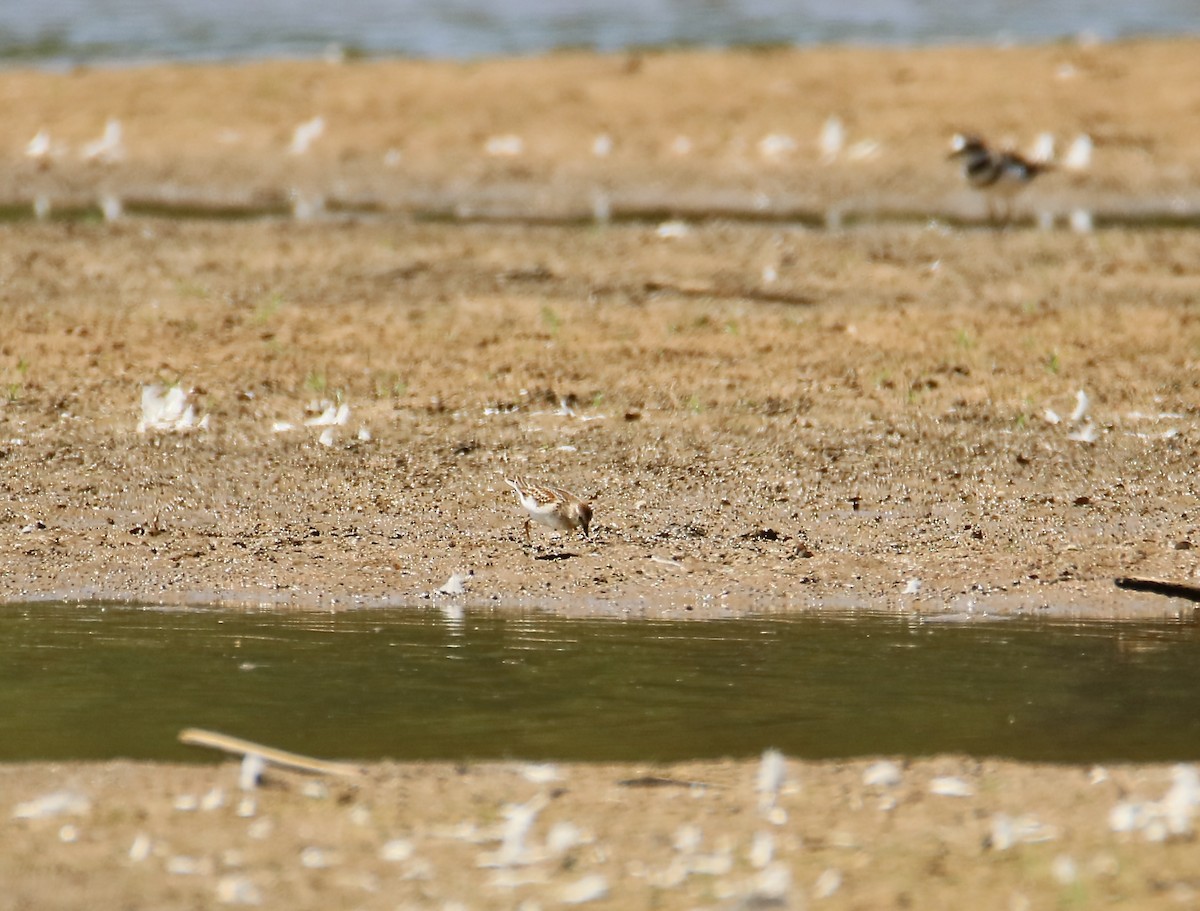 Least Sandpiper - ML641102796