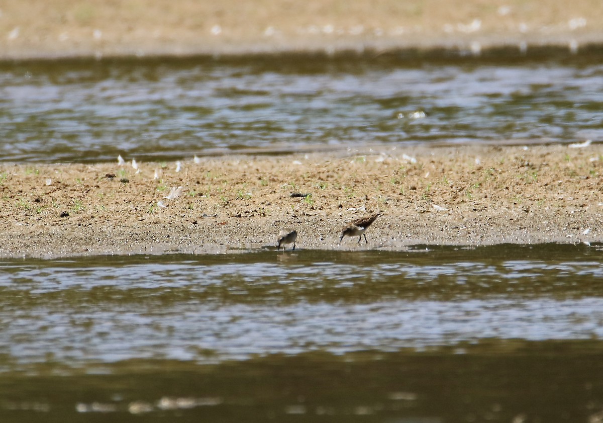 Least Sandpiper - ML641102797