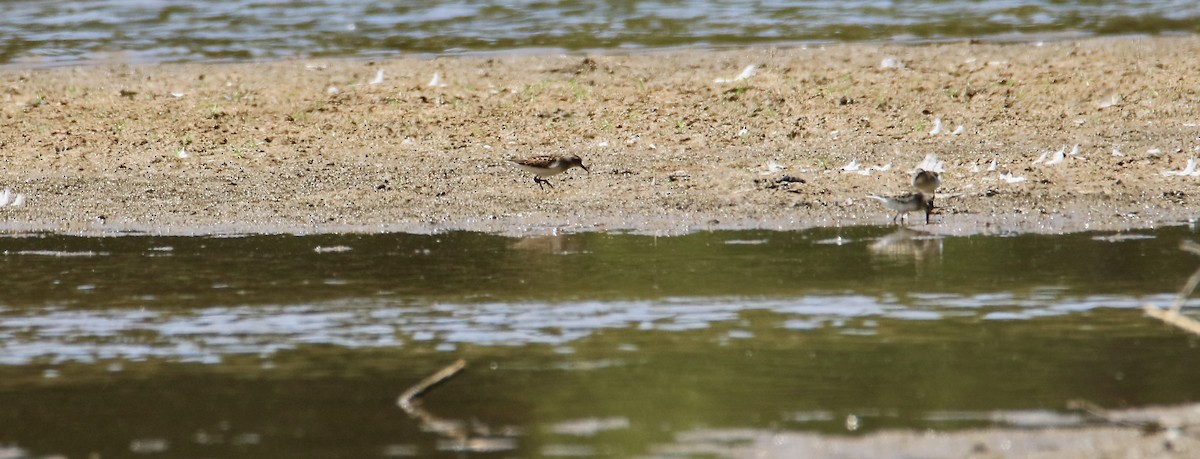 Least Sandpiper - ML641102799