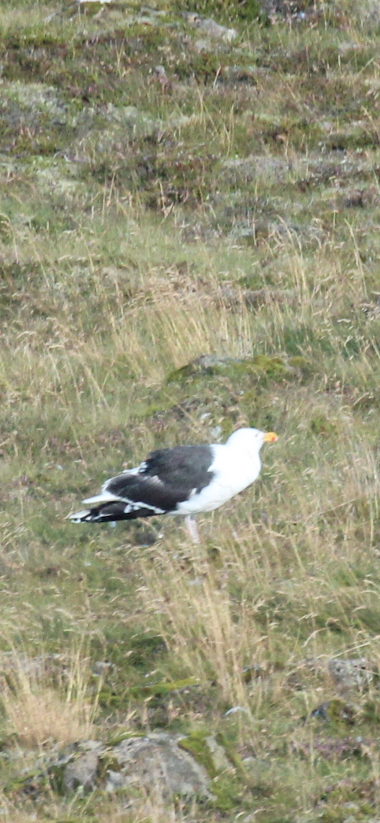 Great Black-backed Gull - ML641102800