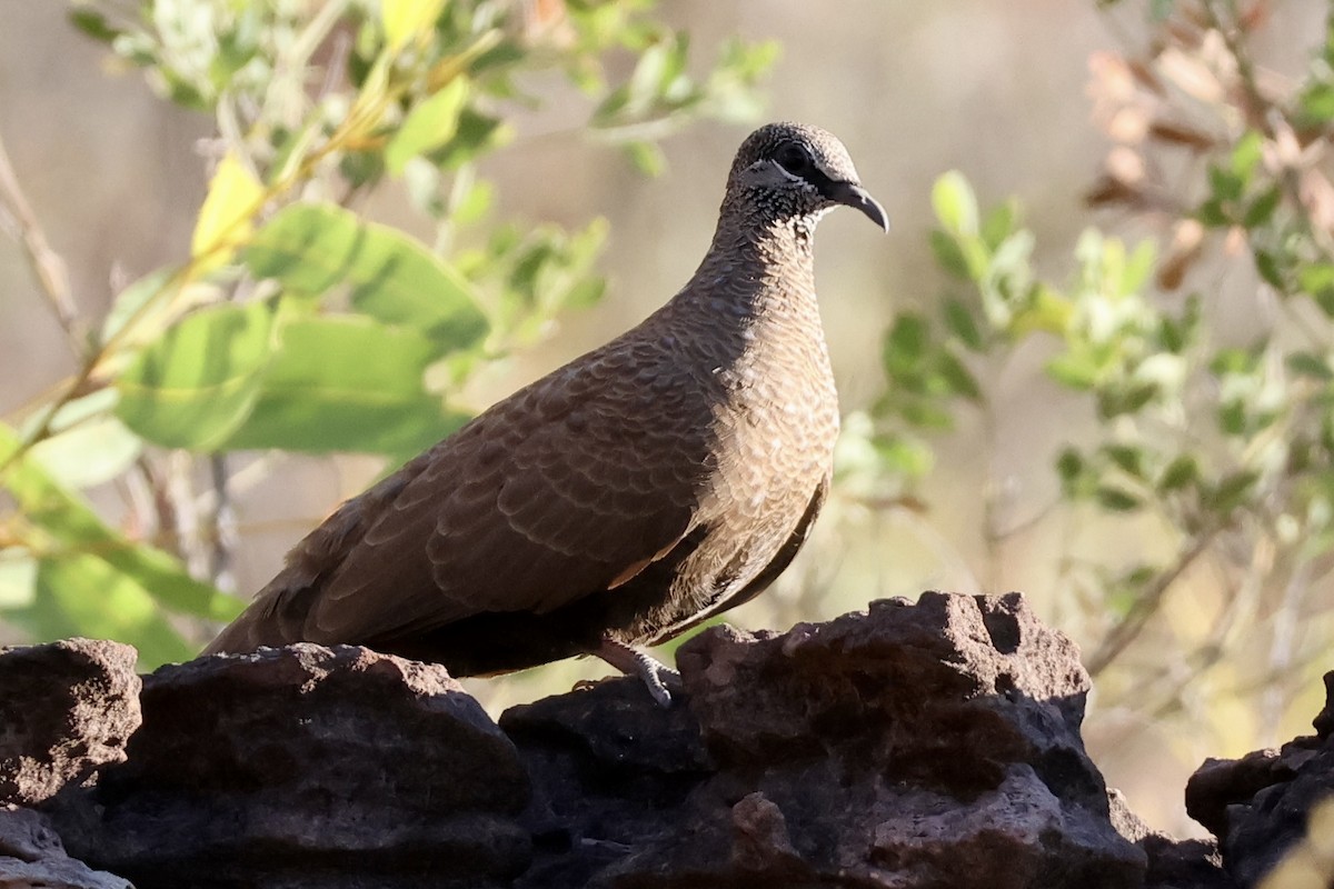White-quilled Rock-Pigeon - ML641102801