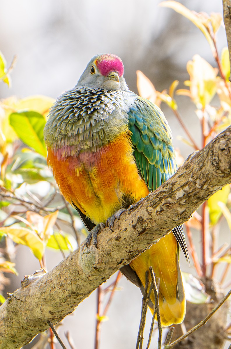 Rose-crowned Fruit-Dove - ML641102807