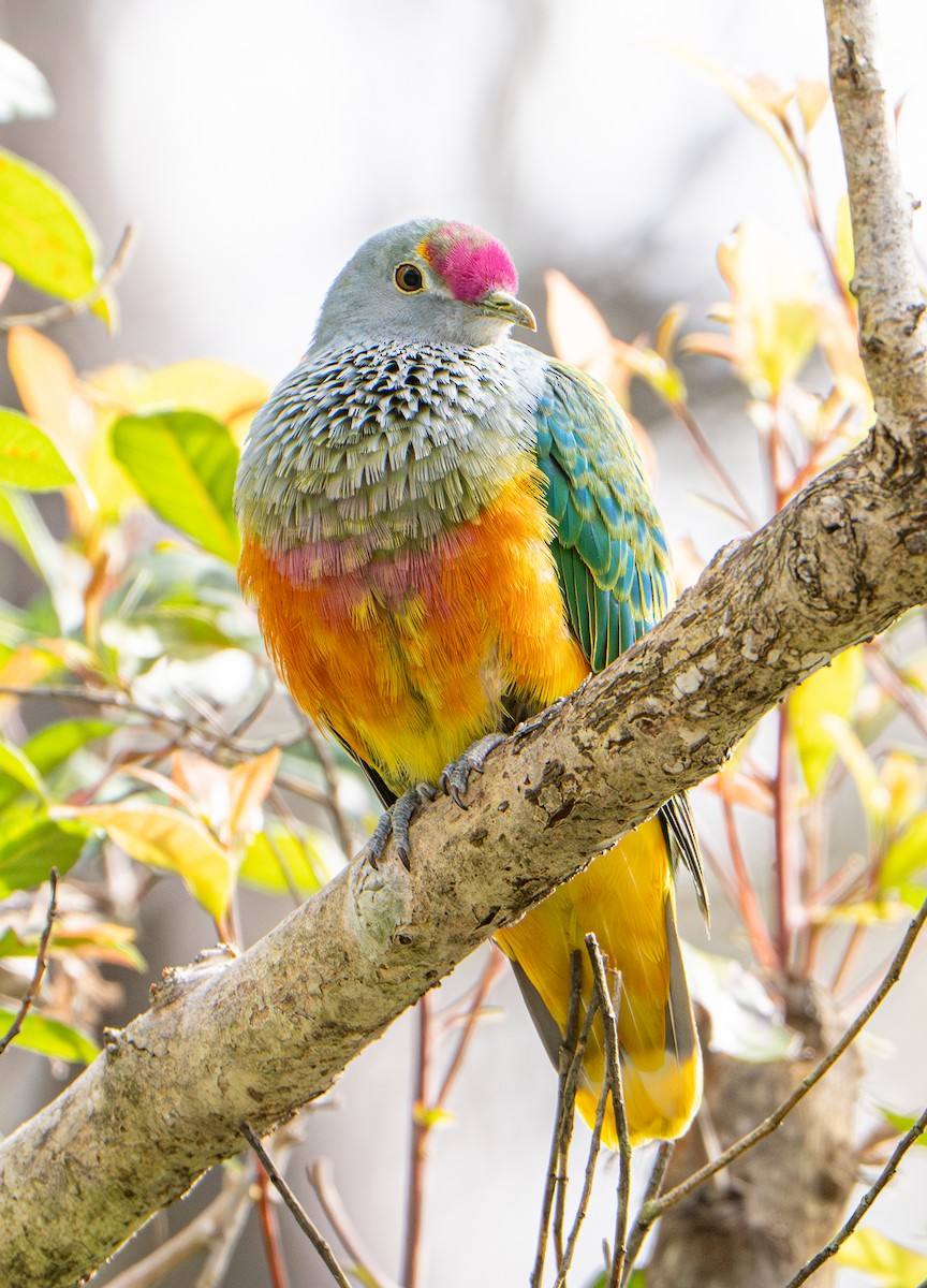 Rose-crowned Fruit-Dove - ML641102808