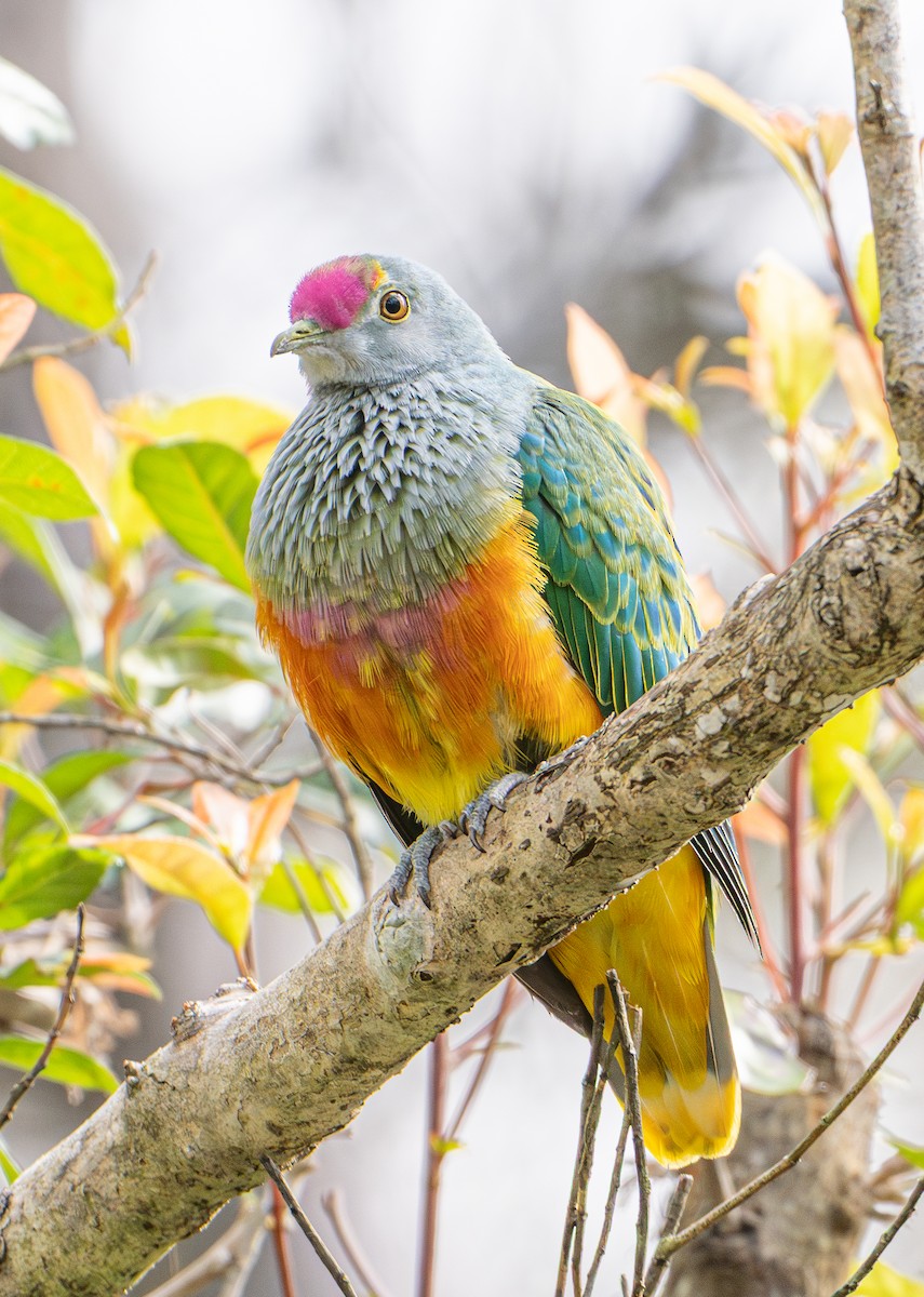 Rose-crowned Fruit-Dove - ML641102809